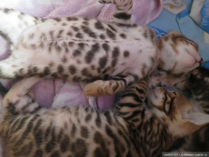 Минилеопардики — В мире животных: смешные фото питомцев и зверей (фото 8)