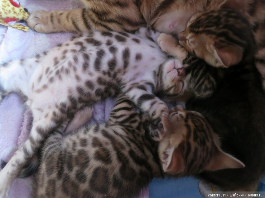 Минилеопардики — В мире животных: смешные фото питомцев и зверей (фото 5)