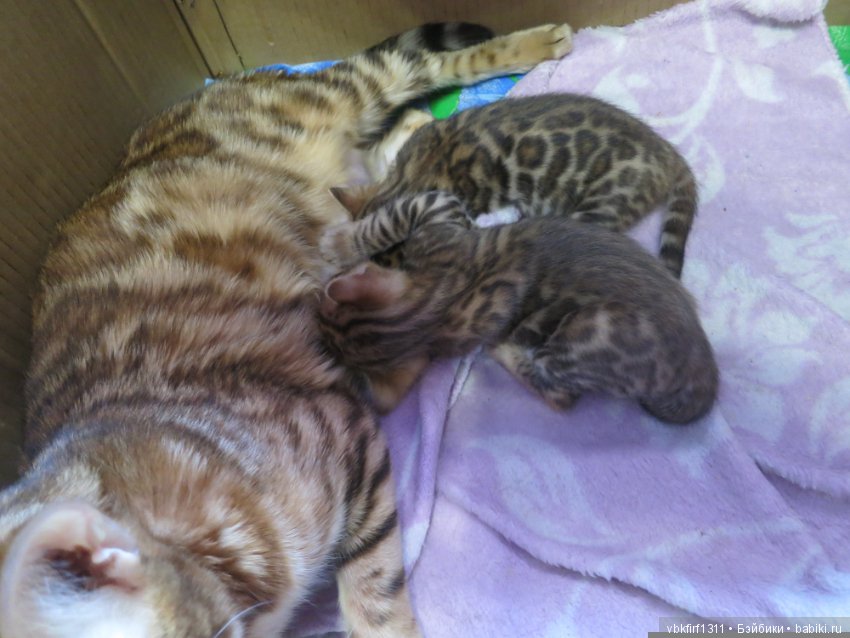 Минилеопардики — В мире животных: смешные фото питомцев и зверей