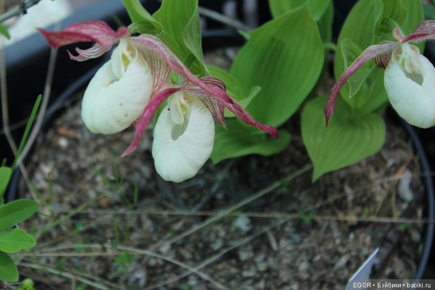 Цветение Венериных башмачков. Нижегородский Ботанический Сад ННГУ им. Н.И. Лобачевского (фото 10)