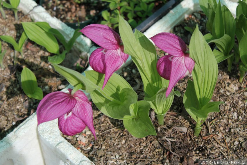 Цветение Венериных башмачков. Нижегородский Ботанический Сад ННГУ им. Н.И. Лобачевского