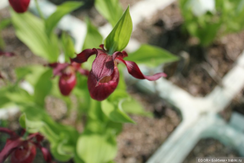 Цветение Венериных башмачков. Нижегородский Ботанический Сад ННГУ им. Н.И. Лобачевского