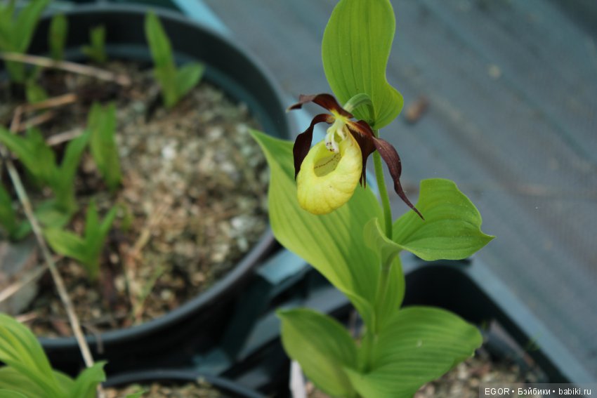 Цветение Венериных башмачков. Нижегородский Ботанический Сад ННГУ им. Н.И. Лобачевского (фото 8)