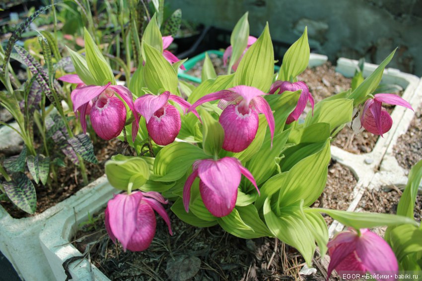 Цветение Венериных башмачков. Нижегородский Ботанический Сад ННГУ им. Н.И. Лобачевского