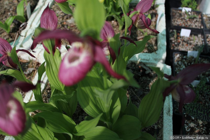 Цветение Венериных башмачков. Нижегородский Ботанический Сад ННГУ им. Н.И. Лобачевского