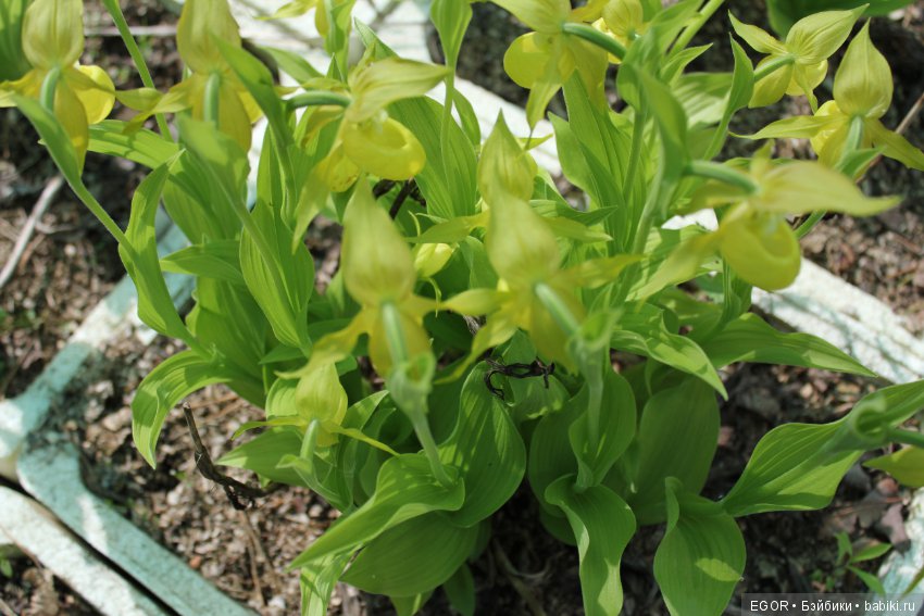 Цветение Венериных башмачков. Нижегородский Ботанический Сад ННГУ им. Н.И. Лобачевского (фото 4)