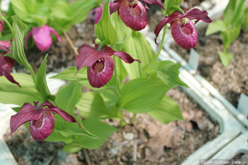 Цветение Венериных башмачков. Нижегородский Ботанический Сад ННГУ им. Н.И. Лобачевского