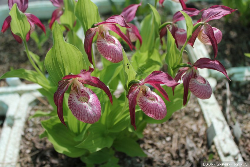 Цветение Венериных башмачков. Нижегородский Ботанический Сад ННГУ им. Н.И. Лобачевского (фото 5)