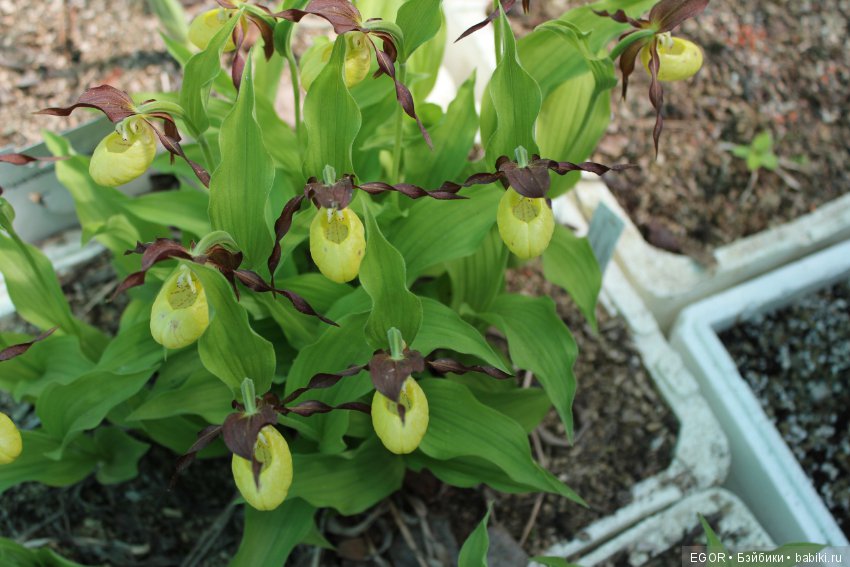 Цветение Венериных башмачков. Нижегородский Ботанический Сад ННГУ им. Н.И. Лобачевского