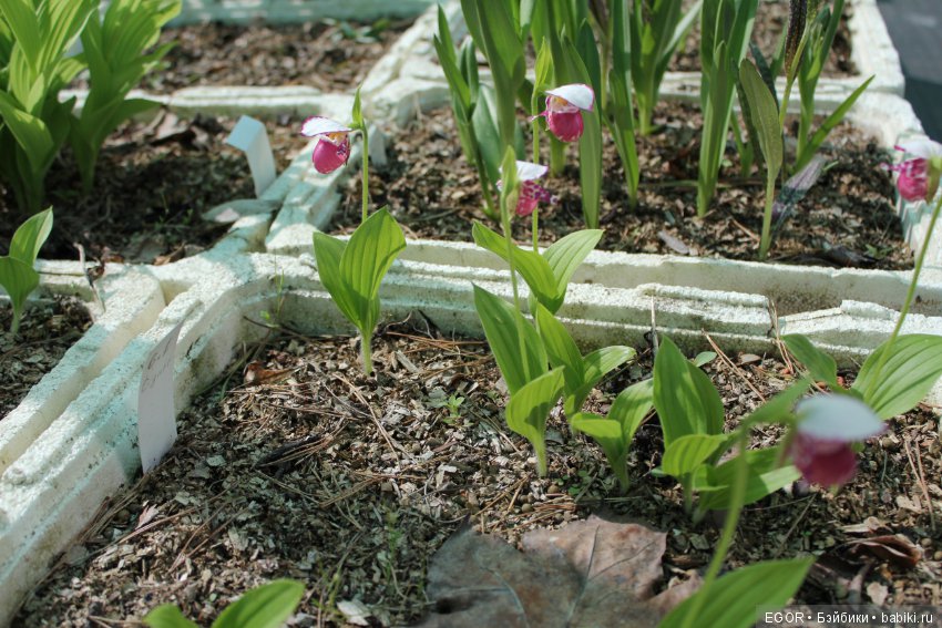 Цветение Венериных башмачков. Нижегородский Ботанический Сад ННГУ им. Н.И. Лобачевского (фото 7)