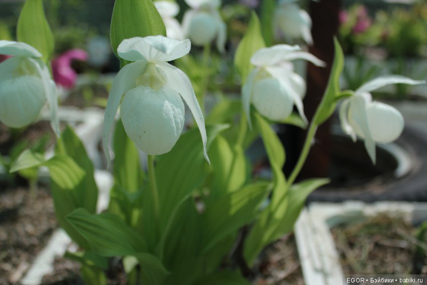 Цветение Венериных башмачков. Нижегородский Ботанический Сад ННГУ им. Н.И. Лобачевского (фото 2)