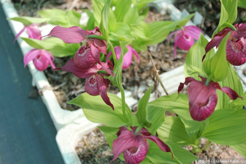 Цветение Венериных башмачков. Нижегородский Ботанический Сад ННГУ им. Н.И. Лобачевского