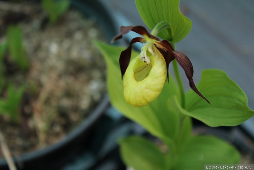 Цветение Венериных башмачков. Нижегородский Ботанический Сад ННГУ им. Н.И. Лобачевского (фото 9)