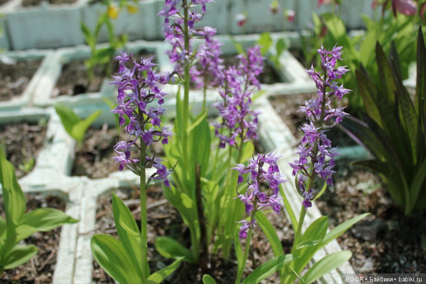 Цветение Венериных башмачков. Нижегородский Ботанический Сад ННГУ им. Н.И. Лобачевского (фото 3)