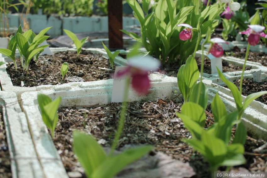 Цветение Венериных башмачков. Нижегородский Ботанический Сад ННГУ им. Н.И. Лобачевского (фото 6)