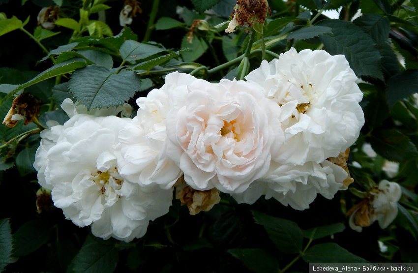 Розы (фото) — Другие хобби и увлечения: сад