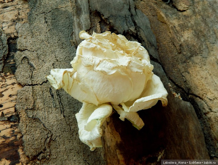 Розы (фото) — Другие хобби и увлечения: сад (фото 2)