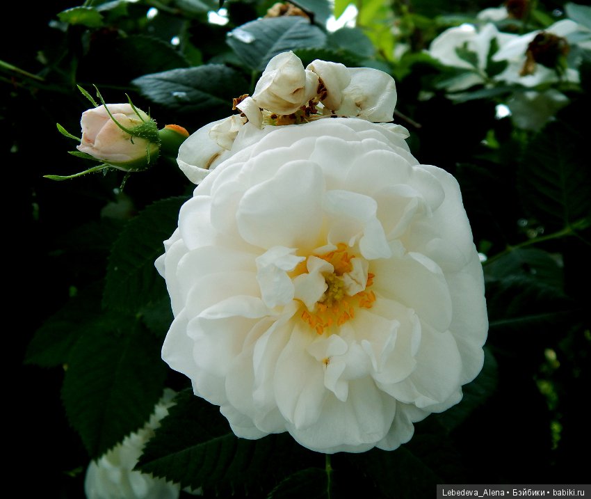 Розы (фото) — Другие хобби и увлечения: сад (фото 8)