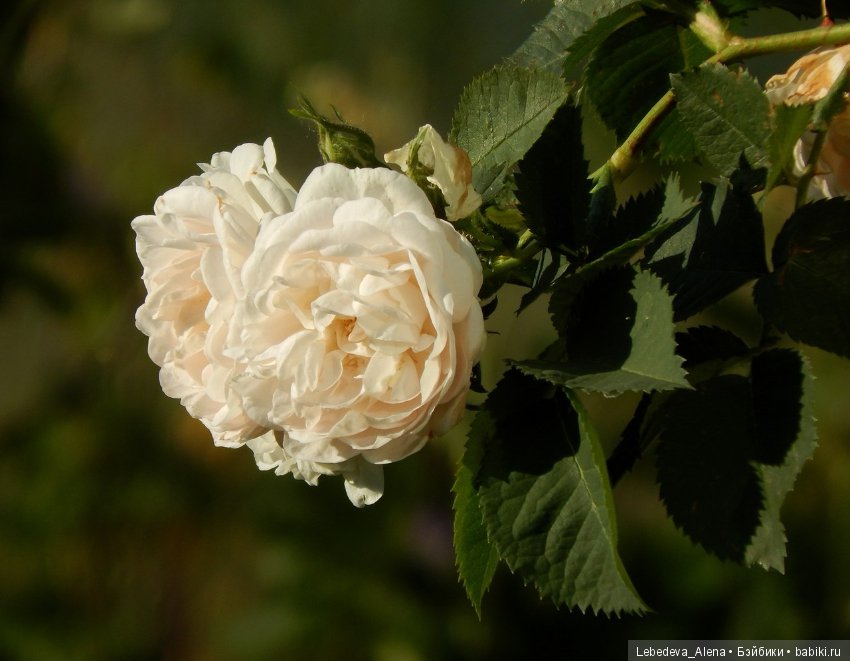 Розы (фото) — Другие хобби и увлечения: сад (фото 3)