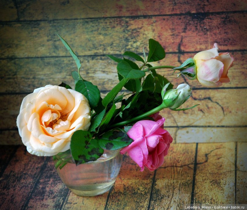 Розы (фото) — Другие хобби и увлечения: сад (фото 4)