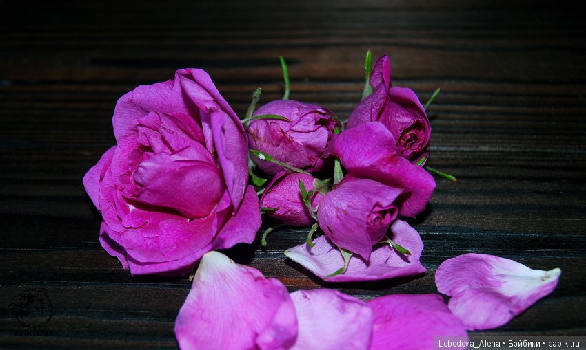 Розы (фото) — Другие хобби и увлечения: сад (фото 5)