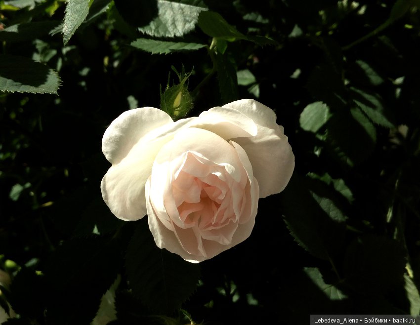 Розы (фото) — Другие хобби и увлечения: сад (фото 10)