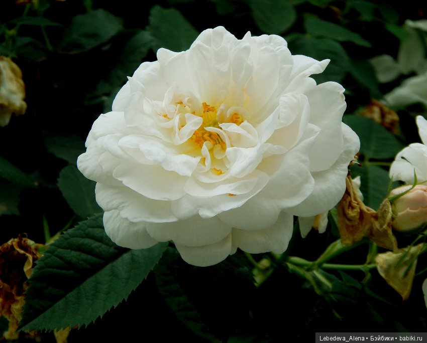 Розы (фото) — Другие хобби и увлечения: сад (фото 7)