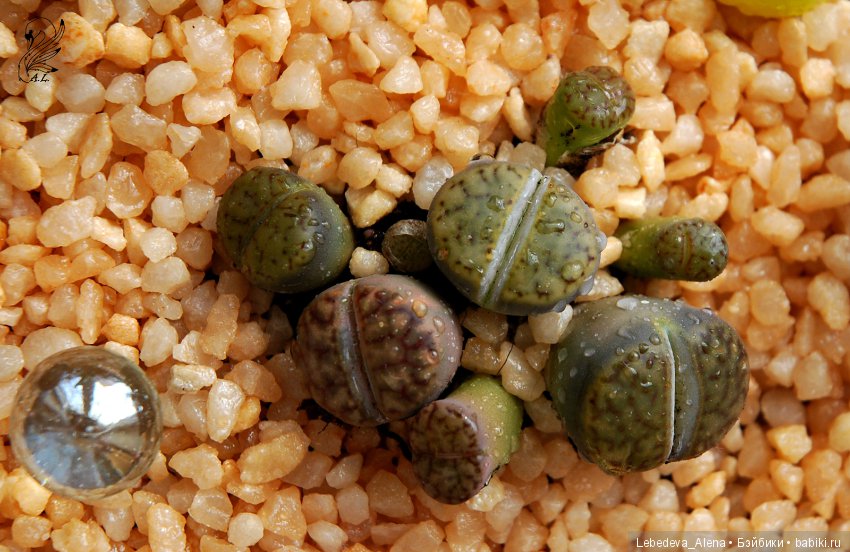 Фото - цветы — Другие хобби и увлечения: сад (фото 6)