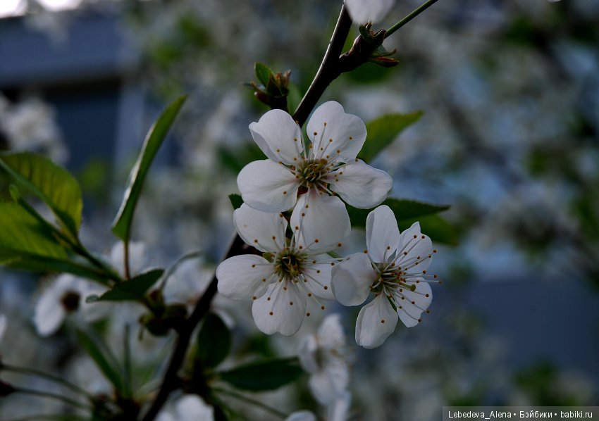 Фото - цветы — Другие хобби и увлечения: сад