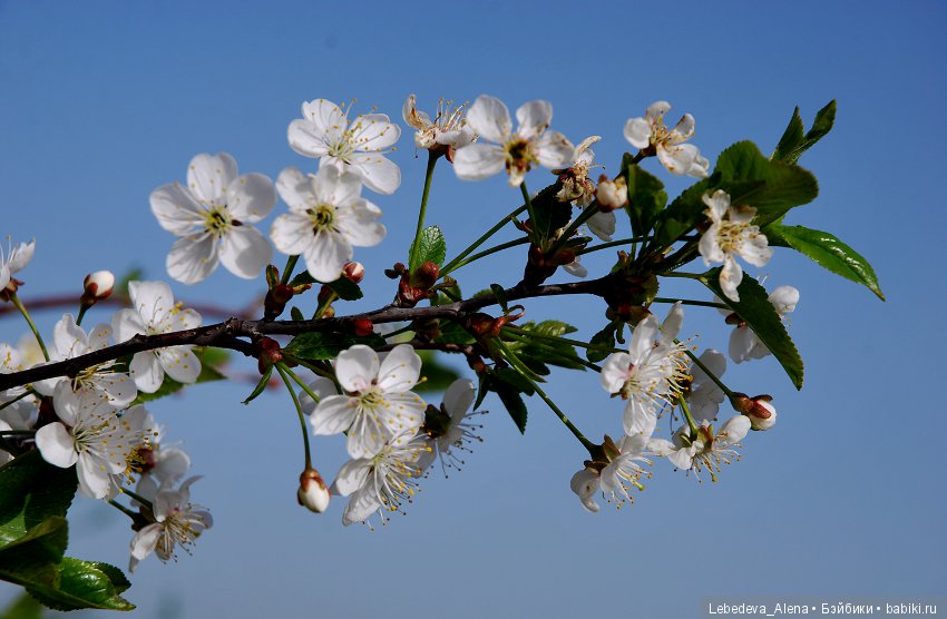 Фото - цветы — Другие хобби и увлечения: сад
