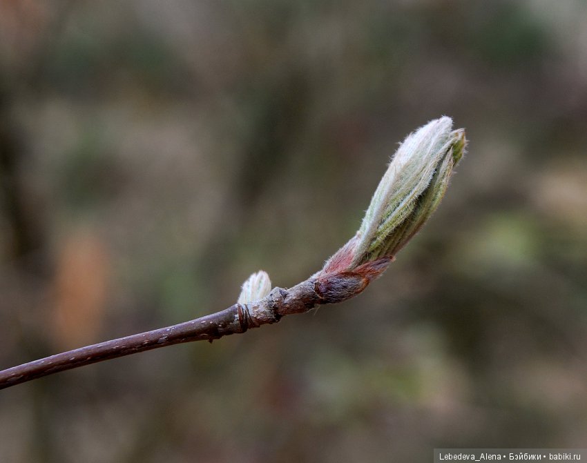 Фото - цветы — Другие хобби и увлечения: сад (фото 8)