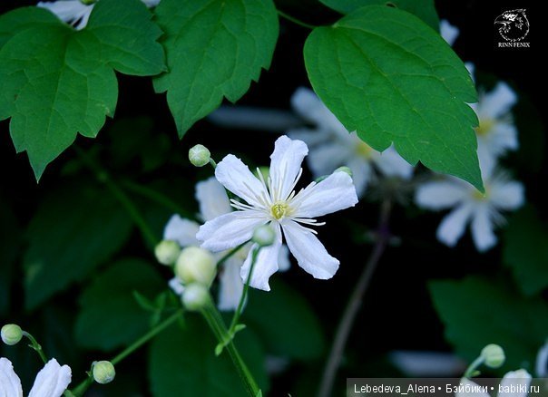 Фото - цветы — Другие хобби и увлечения: сад (фото 3)