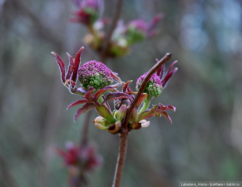 Фото - цветы — Другие хобби и увлечения: сад (фото 9)