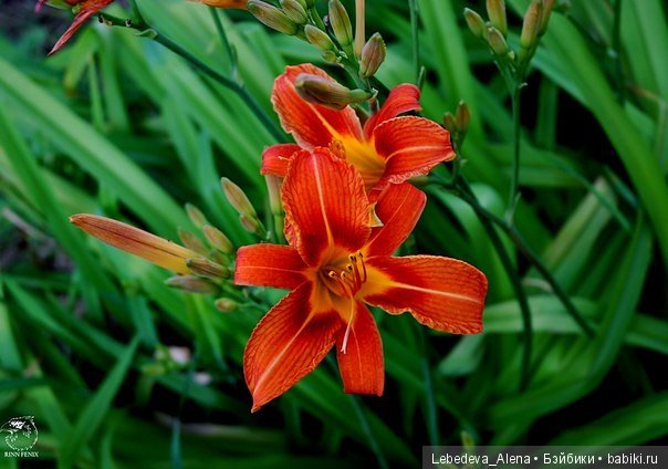 Фото - цветы — Другие хобби и увлечения: сад (фото 4)