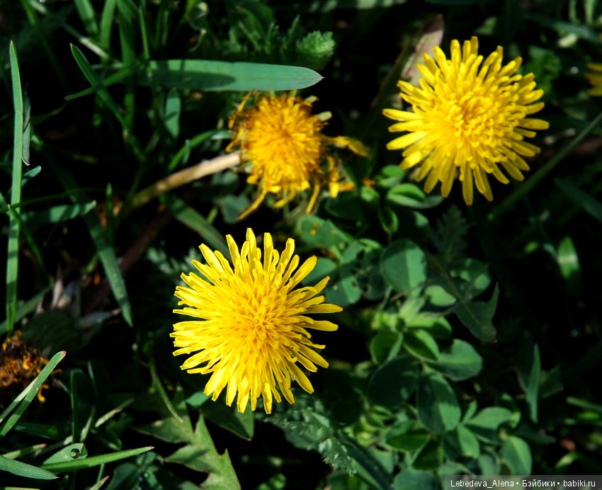 Фото - цветы — Другие хобби и увлечения: сад (фото 10)