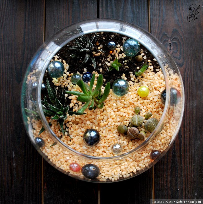 Фото - цветы — Другие хобби и увлечения: сад (фото 7)