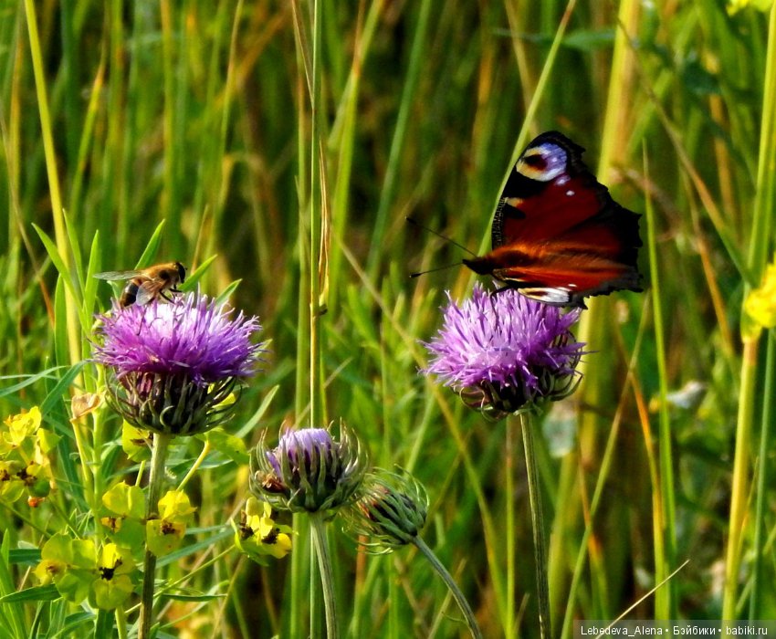 Фото - цветы — Другие хобби и увлечения: сад (фото 5)