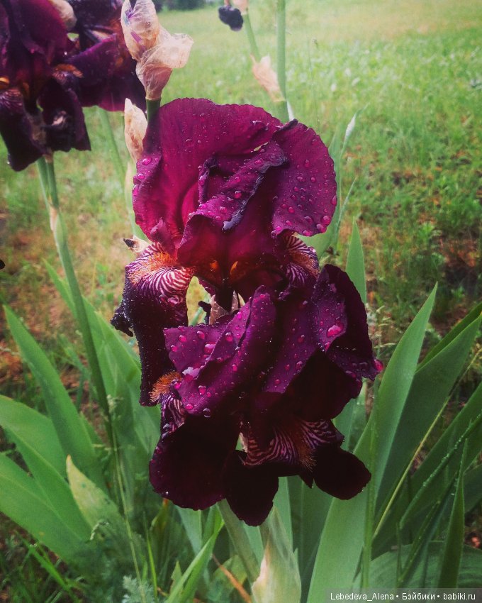 Фото - цветы — Другие хобби и увлечения: сад