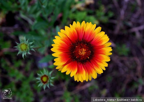 Фото - цветы — Другие хобби и увлечения: сад (фото 2)