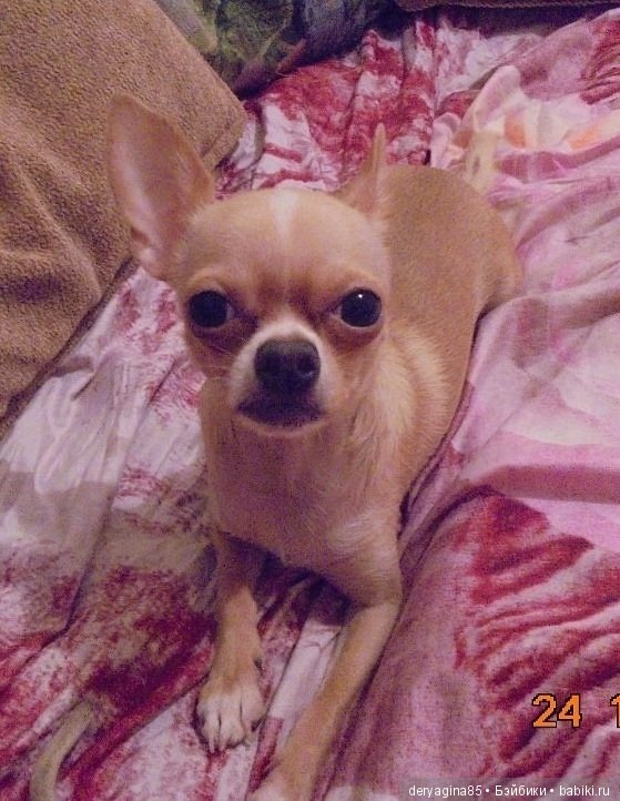 Объёмный портрет чихуахуа (фото 6)