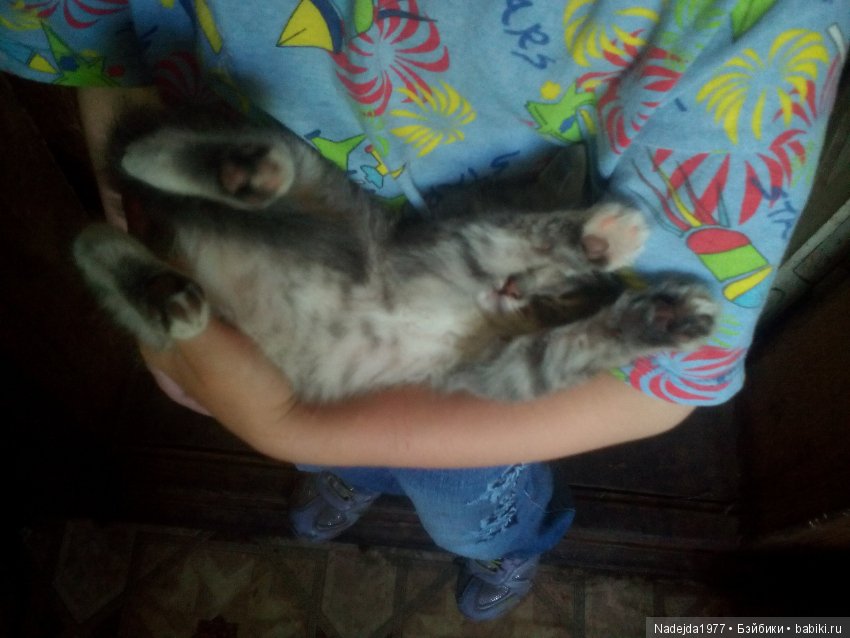 Тристен и ирисы — Разные шарнирные куклы (не БЖД): редкие