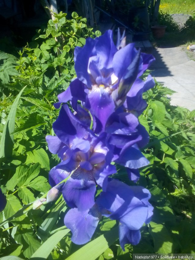 Тристен и ирисы — Разные шарнирные куклы (не БЖД): редкие