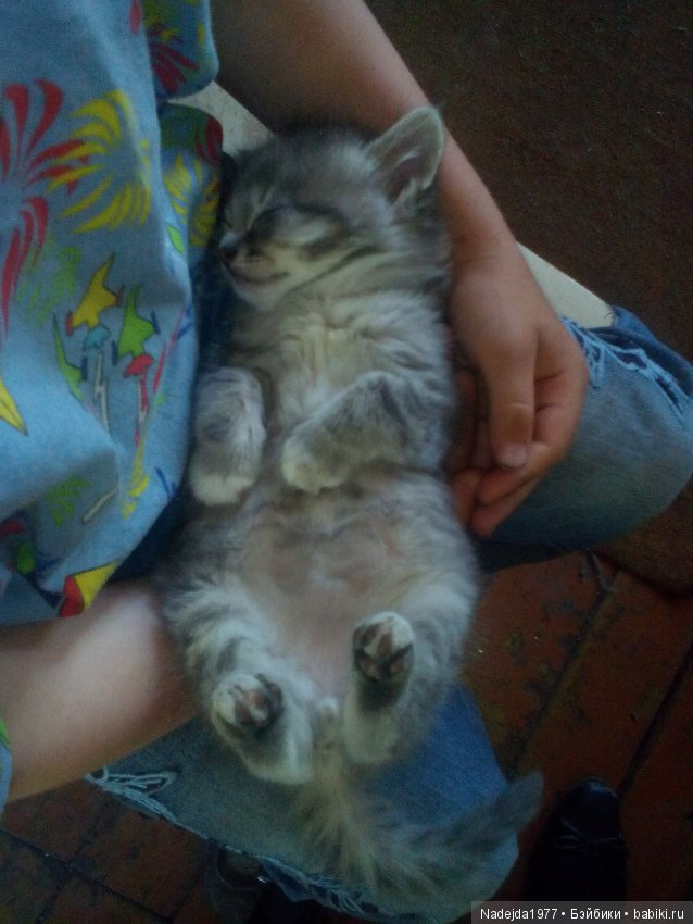 Тристен и ирисы — Разные шарнирные куклы (не БЖД): редкие