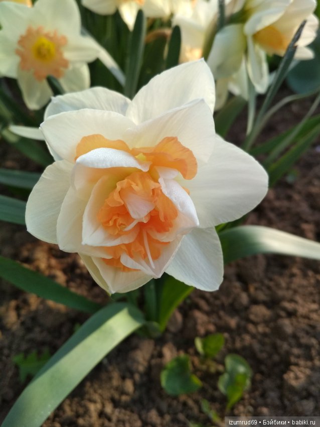 Прекрасные мгновения весны