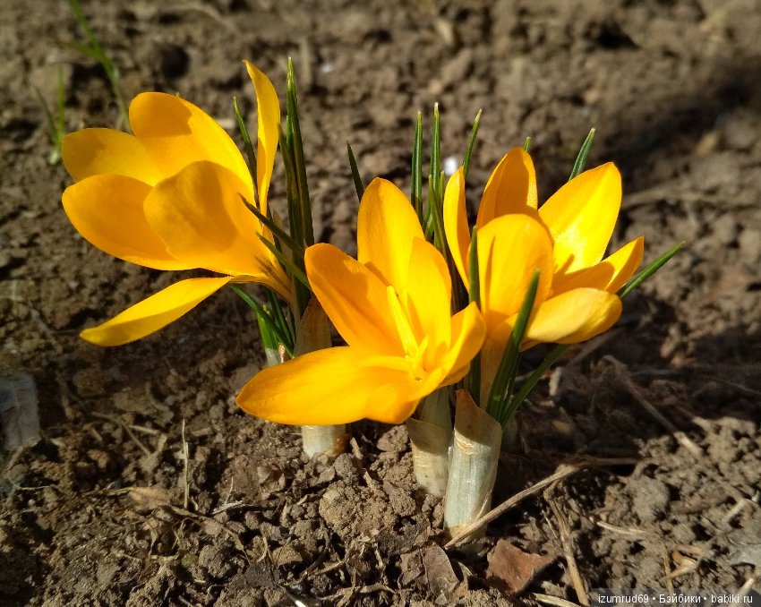 Прекрасные мгновения весны (фото 4)