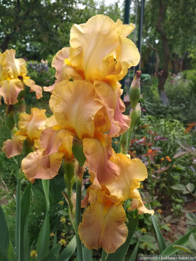 Прекрасные мгновения весны