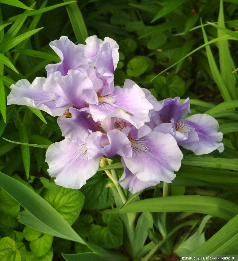 Прекрасные мгновения весны