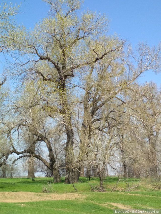 Прекрасные мгновения весны (фото 9)