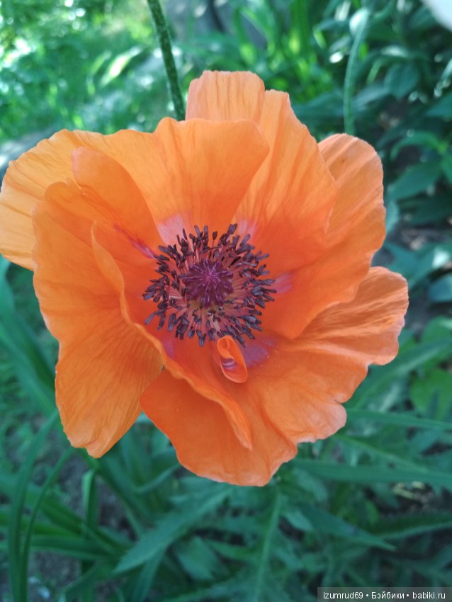 Прекрасные мгновения весны