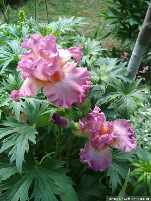 Прекрасные мгновения весны